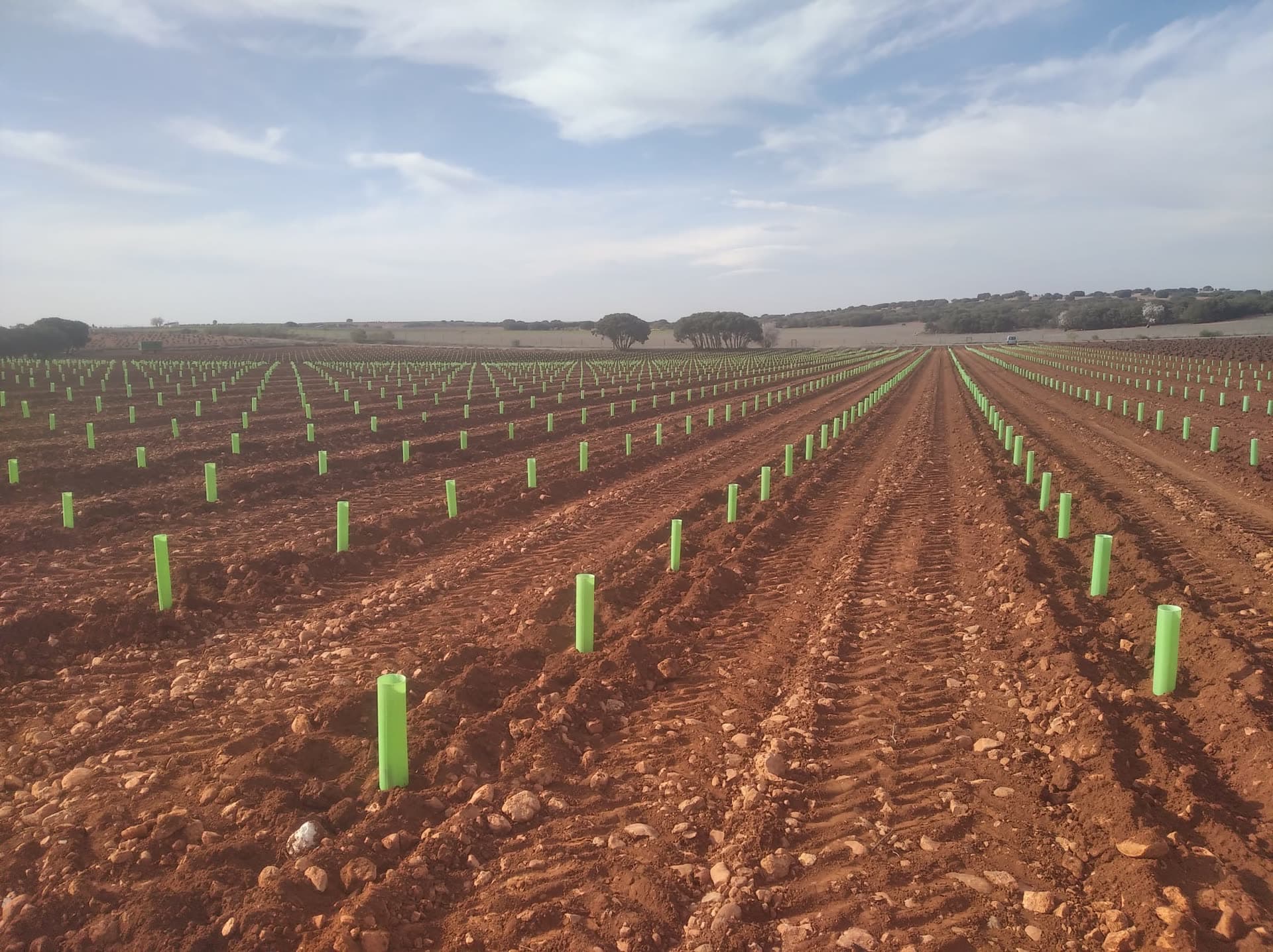 Plantación de viñedo guiada por GPS de precisión en Castilla-La Mancha